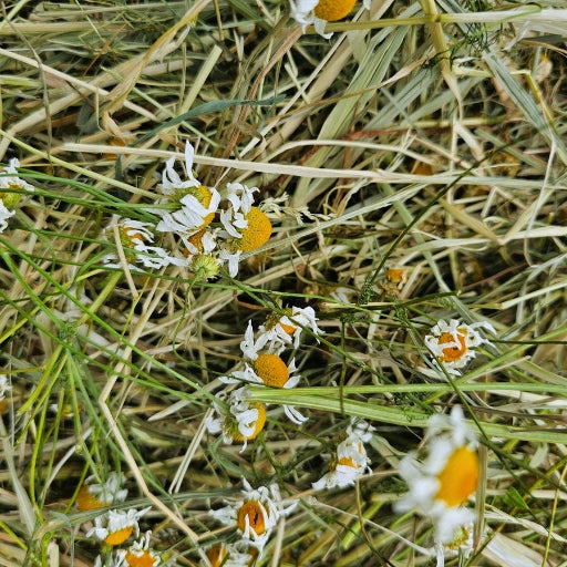 Hay for rabbit chamomile 1 kg - dusted - first swath Folwark Okopy Manufacturer code Folwark Okopy