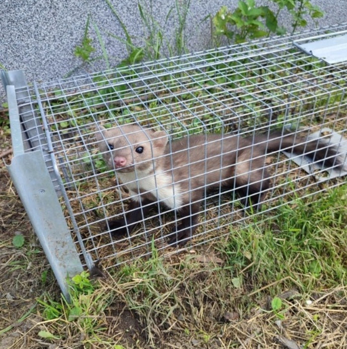 Hedgehog fox trap marten Otter beaver cats Rattrap Large - 82x26x26cm Manufacturer code S.82.26.26.P