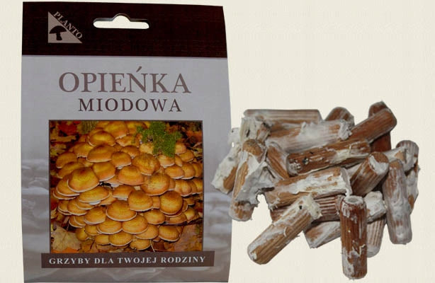 Honey – mycelium on pegs 20 pcs. cultivation in a bevelled trunk Packaging status original