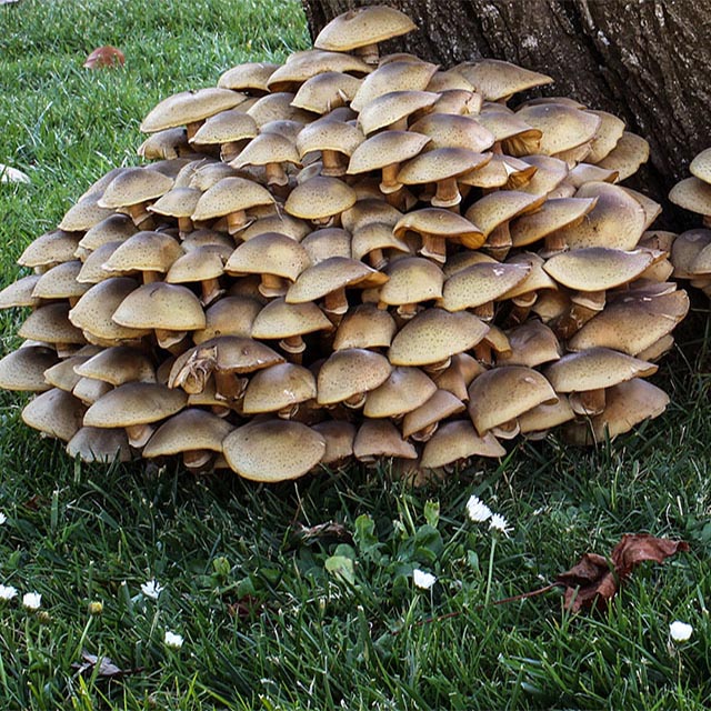 Honey – mycelium on pegs 20 pcs. cultivation in a bevelled trunk