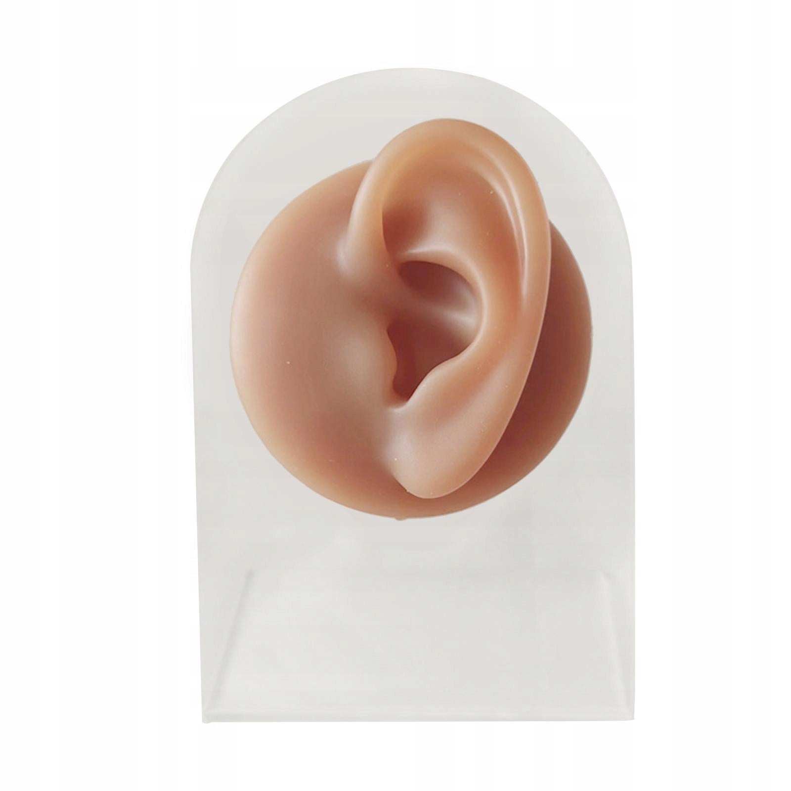 Human Body Part Models Silicone Modeling Texture Free left ear with stand Medical device no