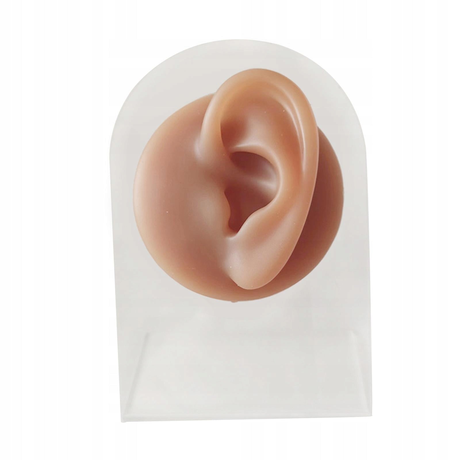 Human Body Part Models Silicone Modeling Texture Free left ear with stand
