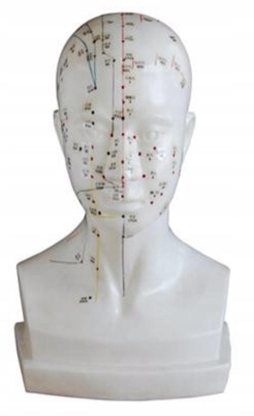 Human head model for acupuncture 20 cm + booklet Manufacturer code M G20