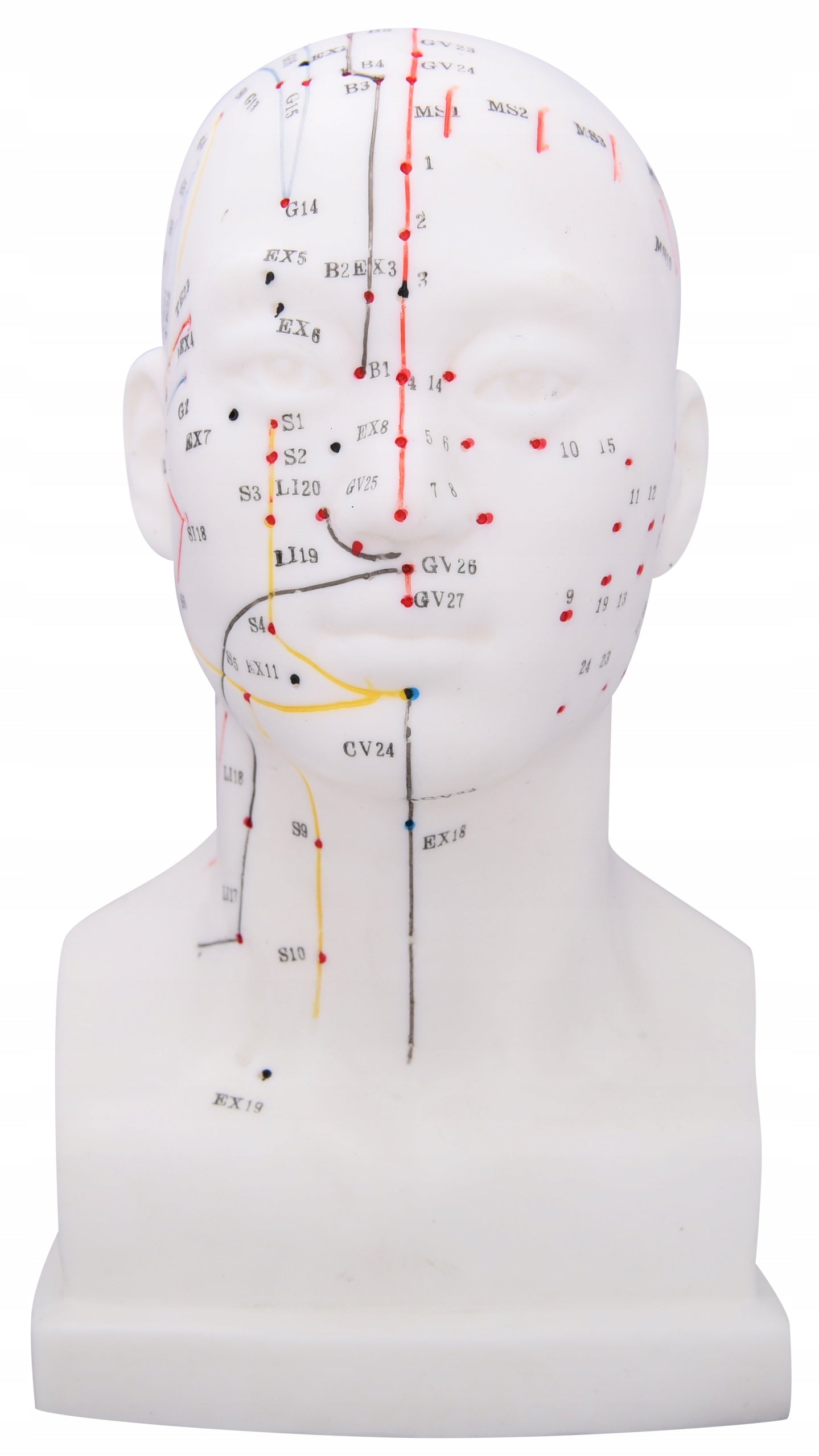 Human head model for acupuncture 20 cm + booklet