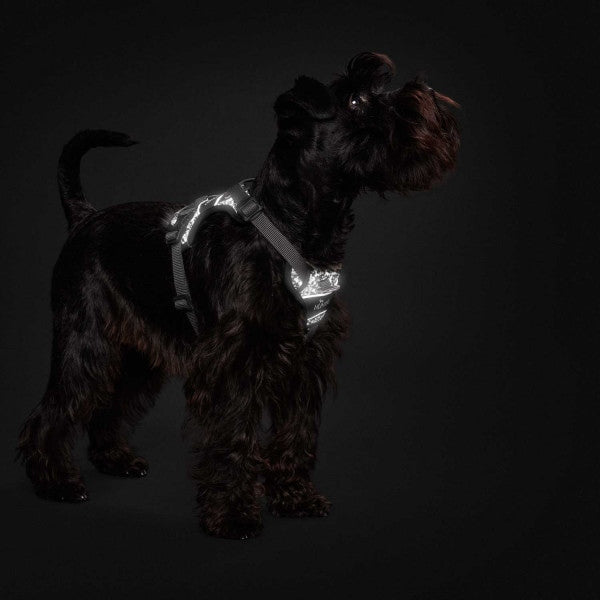 Hunter Dog Harness Divo Reflect black S/M Size S/M
