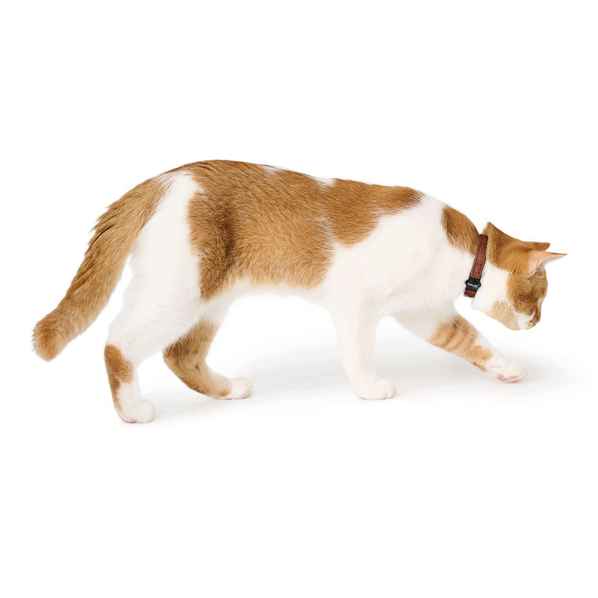 Hunter Luna Cognac Leather Cat Collar Brand Hunter