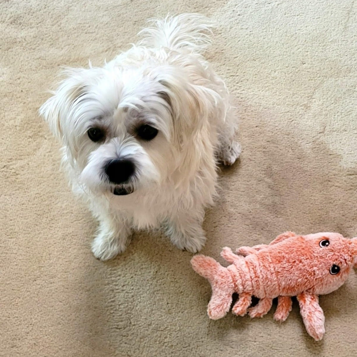 INTERACTIVE CAT TOY MOVABLE TAIL WAGGING LOBSTER Manufacturer code 6942278441335