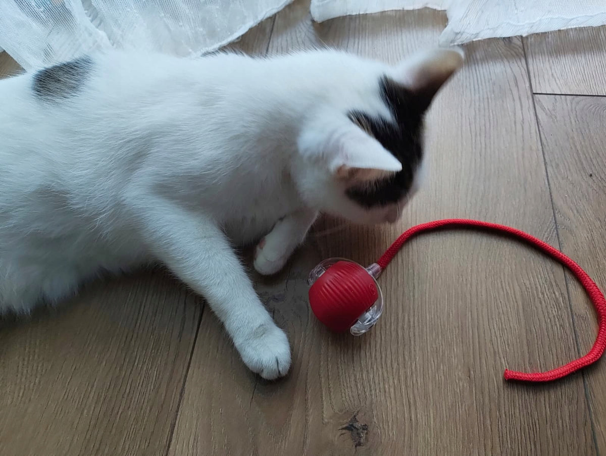 INTERACTIVE LED BALL FOR CAT DOG SELF-DRIVING USB WITH TAIL STRING Packaging status original