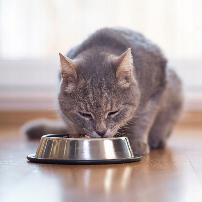 Jane Cat ADULT WET BEef FOOD 400g Brand Jane Cat