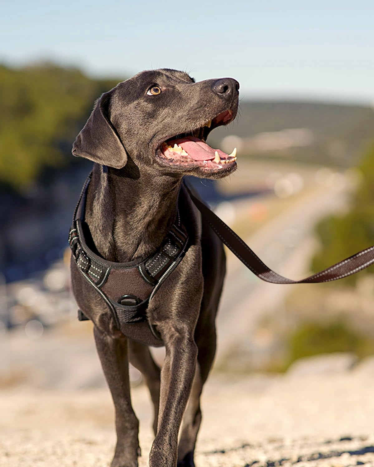 Joytale Dog Harness size S Trade name Szelki dla Psa