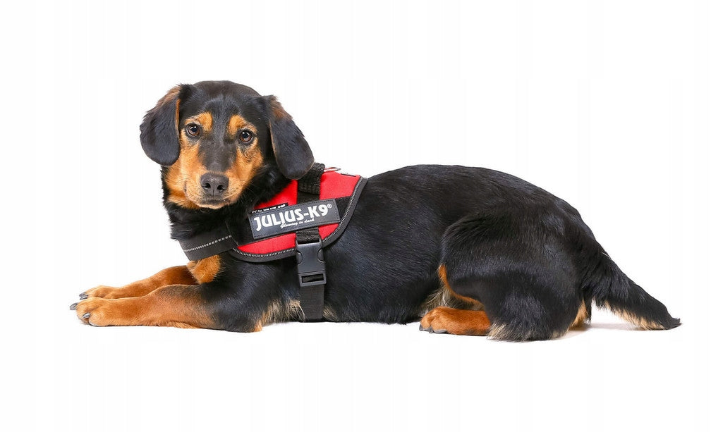 Julius-K9 IDC Powerharness Harness, Dog Harness, Red, 2 Size XL