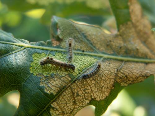 KARATE 25ml FOR CATERPILLARS EATING LEAVES MOTH BUKSZ. Form liquid