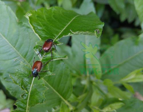 KARATE 25ml FOR CATERPILLARS EATING LEAVES MOTH BUKSZ. Volume 0.025 l