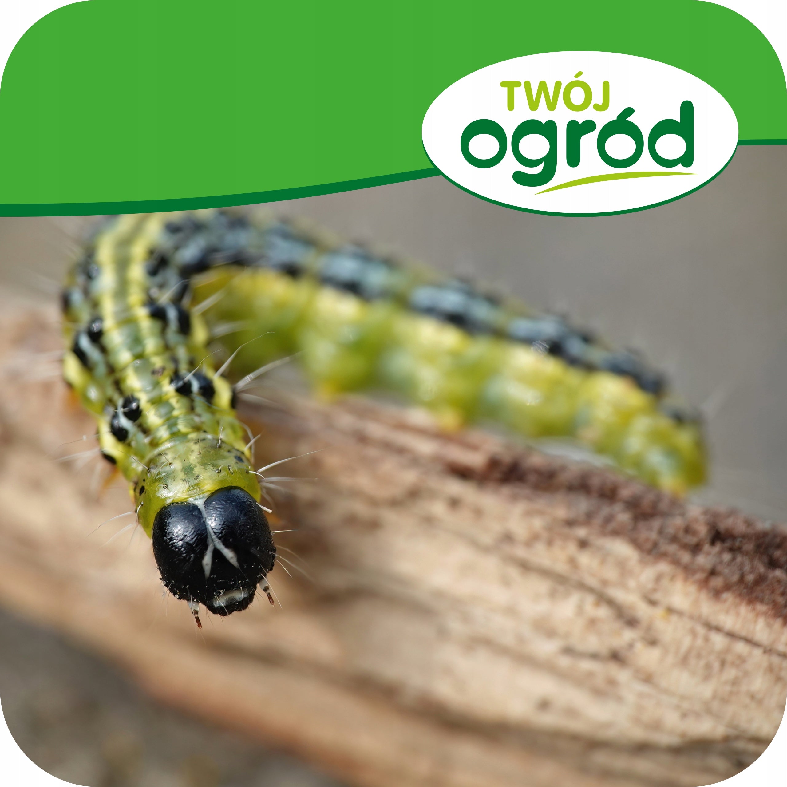 KARATE ZEON 050CS 20ML INSECTICIDE SPRAYING ON APHIDS CATERPILLARS SCROLLS Manufacturer Twój Ogród