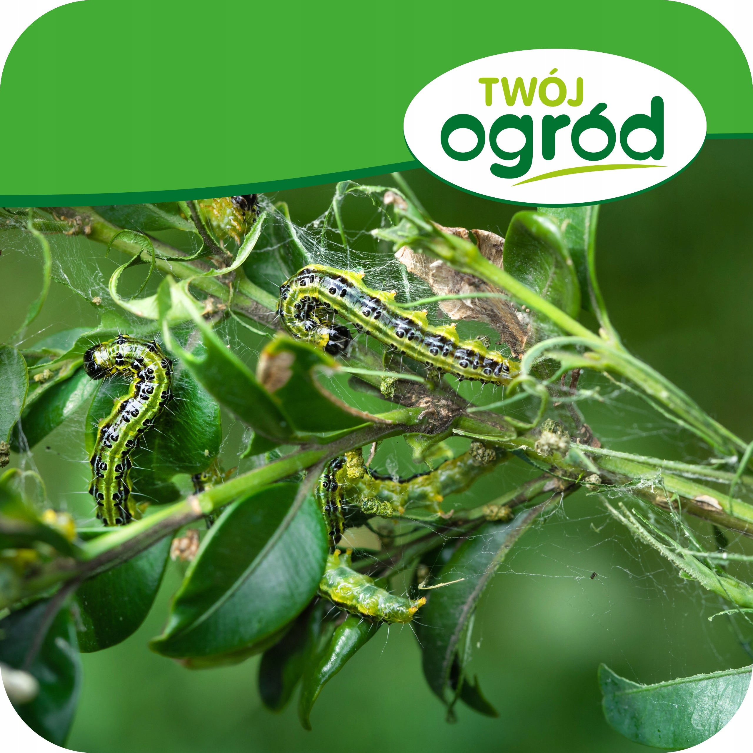 KARATE ZEON 050CS 20ML INSECTICIDE SPRAYING ON APHIDS CATERPILLARS SCROLLS Manufacturer code na owady mszyce zwójki zamiennik mospilan