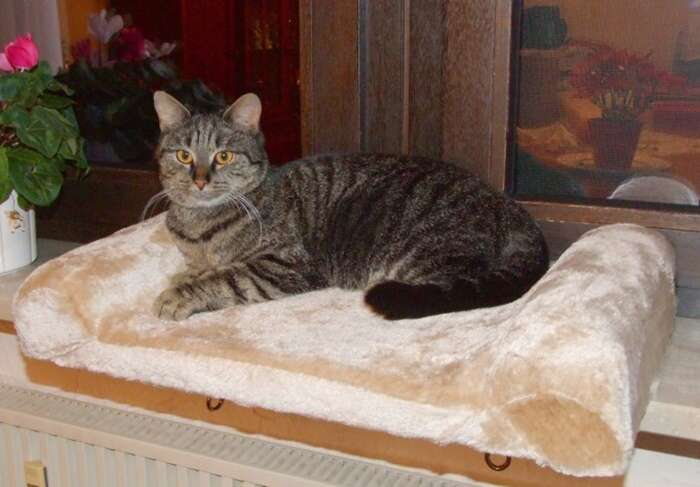 KERBL Thermal bed plush for cat dog window sill window 56 cm Trade name Window bed board