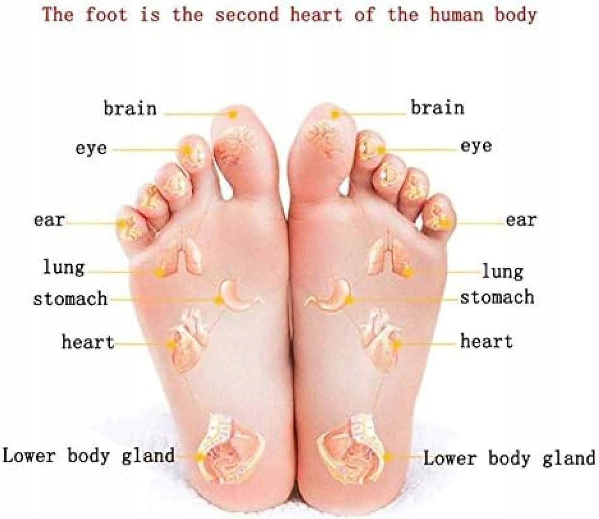 KOSHSH Electromagnetic Foot Massager M753 EAN (GTIN) 062860285614