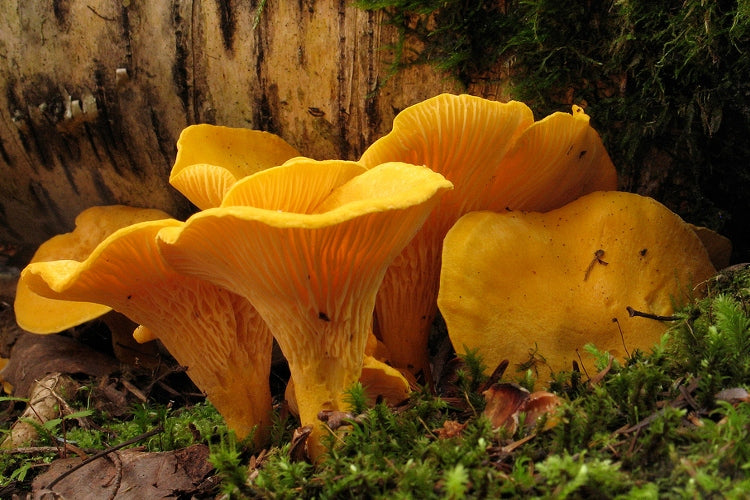 KURKA, CANTHARELLUS CIBARIUS mycelium forest mushrooms Kind Chanterelle