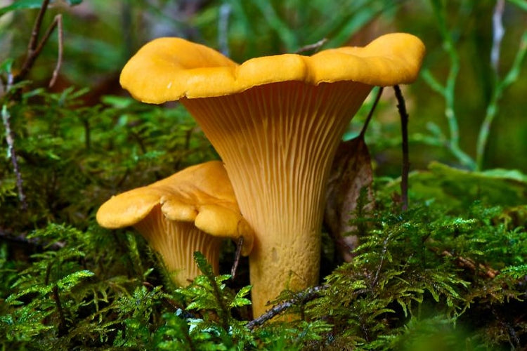 KURKA, CANTHARELLUS CIBARIUS mycelium forest mushrooms Manufacturer Mycelium