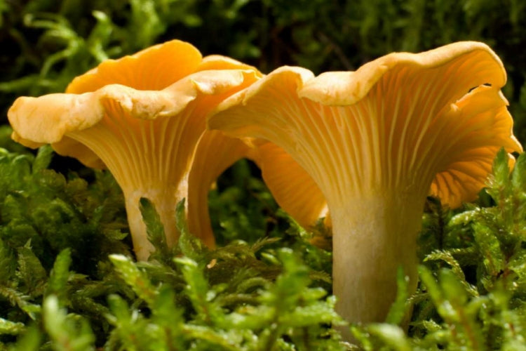 KURKA, CANTHARELLUS CIBARIUS mycelium forest mushrooms Manufacturer code grzybnia Pieprznik Jadalny