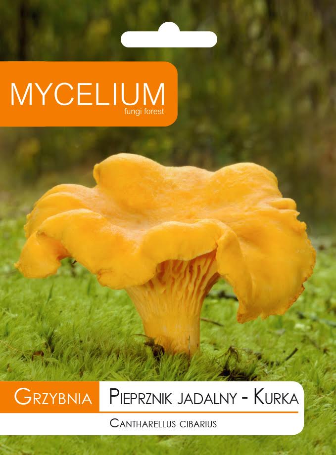 KURKA, CANTHARELLUS CIBARIUS mycelium forest mushrooms