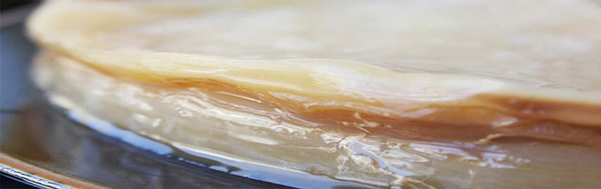 Kombucha, Tea mushroom for amateur cultivation Manufacturer Planto