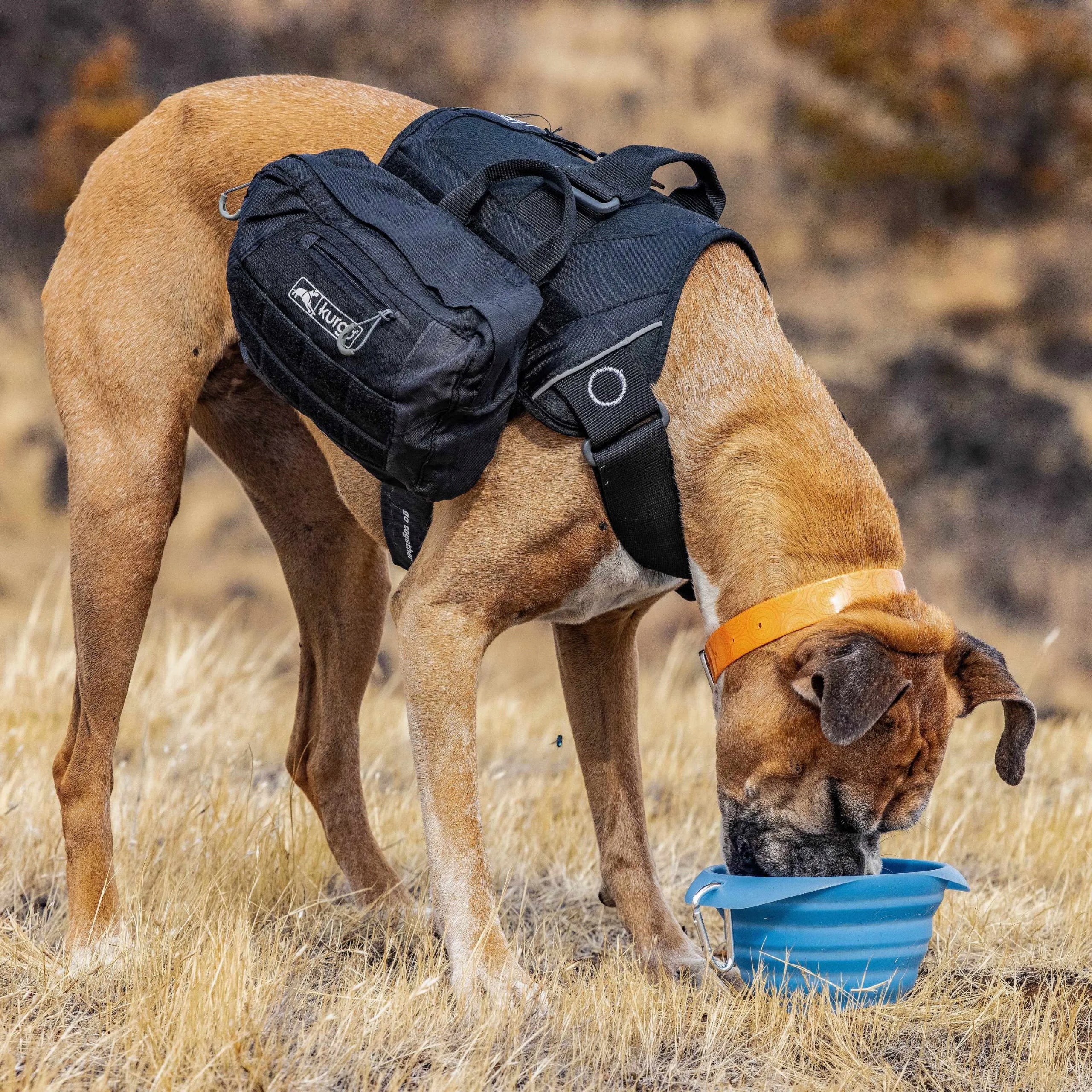 Kurgo Collaps Bowl 710ml - foldable dog bowl, BPA free Blue Trade name Kurgo Collaps Bowl 710ml