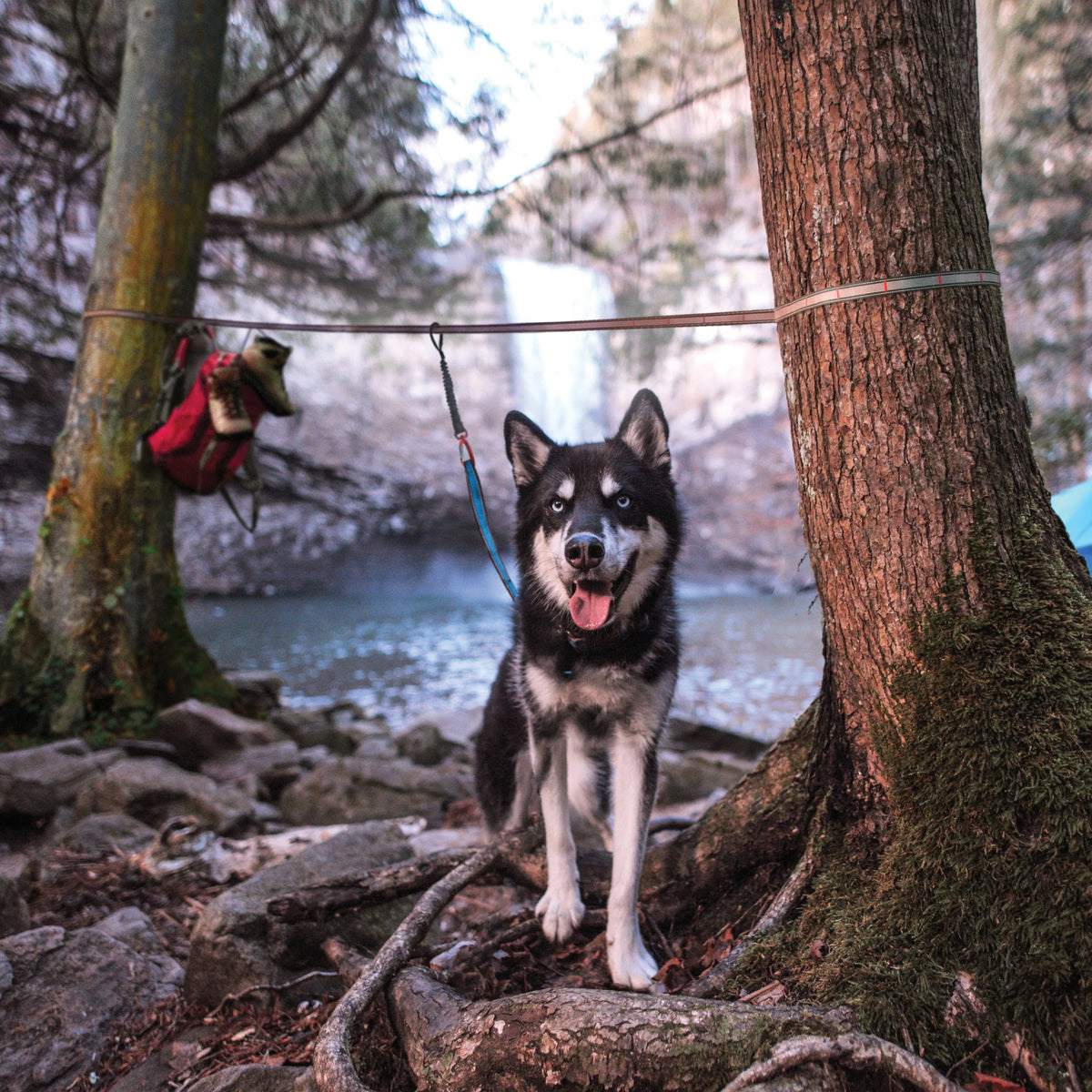 Kurgo Ridgeline Tie-Out 9m Dog Zipline, Dog Camping Rope Brand Kurgo
