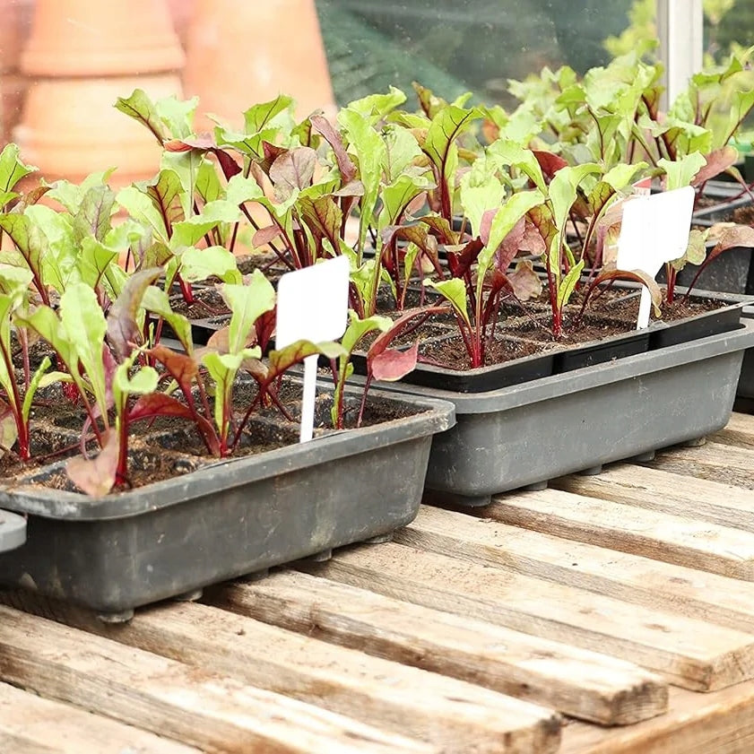 LABEL PLATE MARKERS FOR DESCRIBING PLANTS OF SEEDLINGS 50PCS/SET Width 55 mm