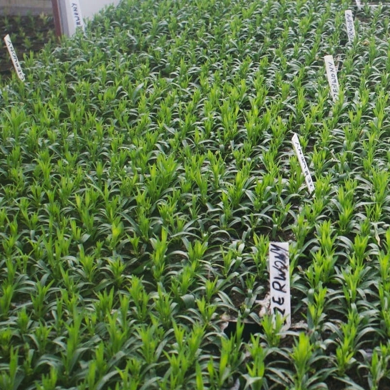 LABELS PLAQUES FOR THE DESCRIPTION OF PLANTS OF GARDEN SEEDLINGS WHITE 100 PIECES Brand Garden Label
