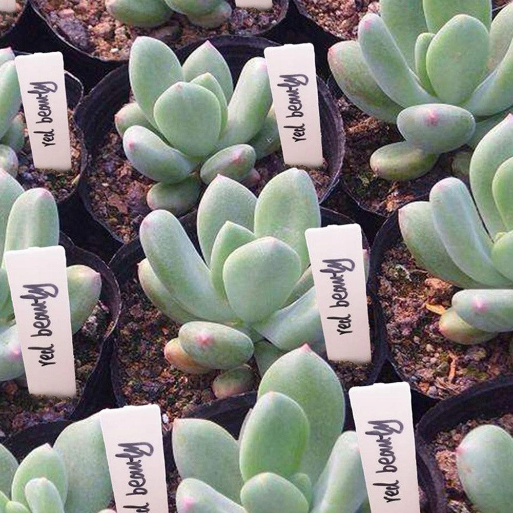 LABELS PLATES FOR DESCRIBING PLANTS SEEDINGS MARKERS 100 PCS. Color white