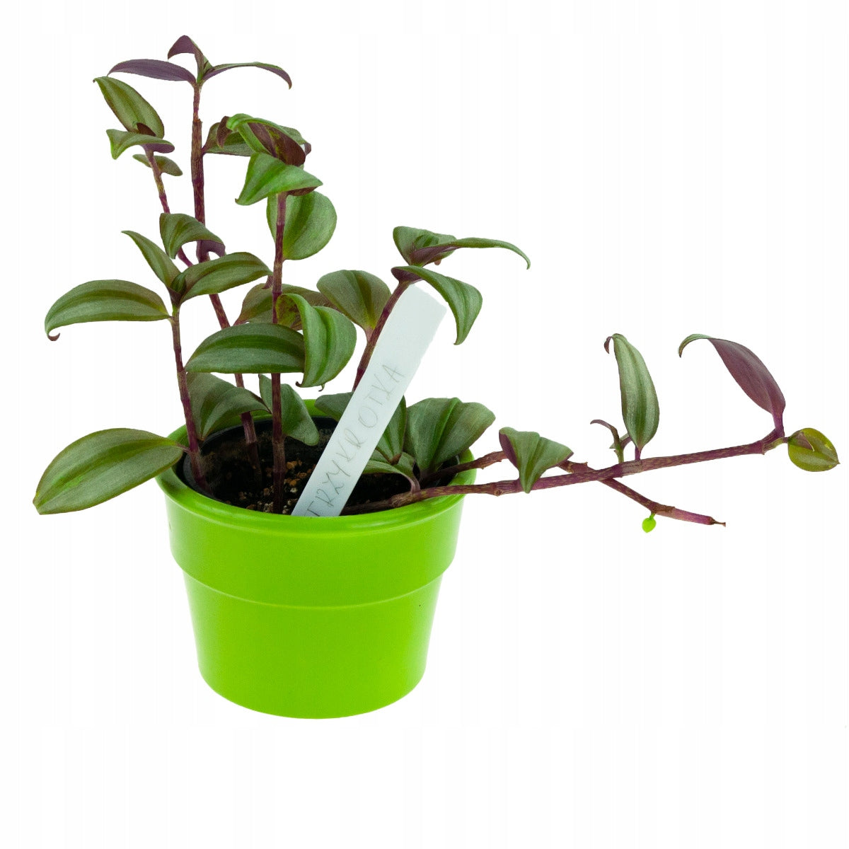 LABELS PLATES FOR DESCRIBING PLANTS SEEDINGS MARKERS 100 PCS. Number of pieces 100 pcs
