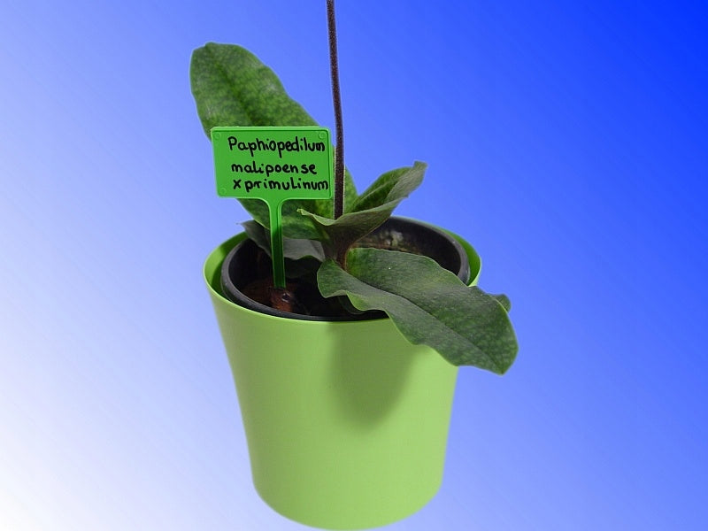 LABELS PLATES for marking plants C green 50pcs marina-comfort Brand no brand