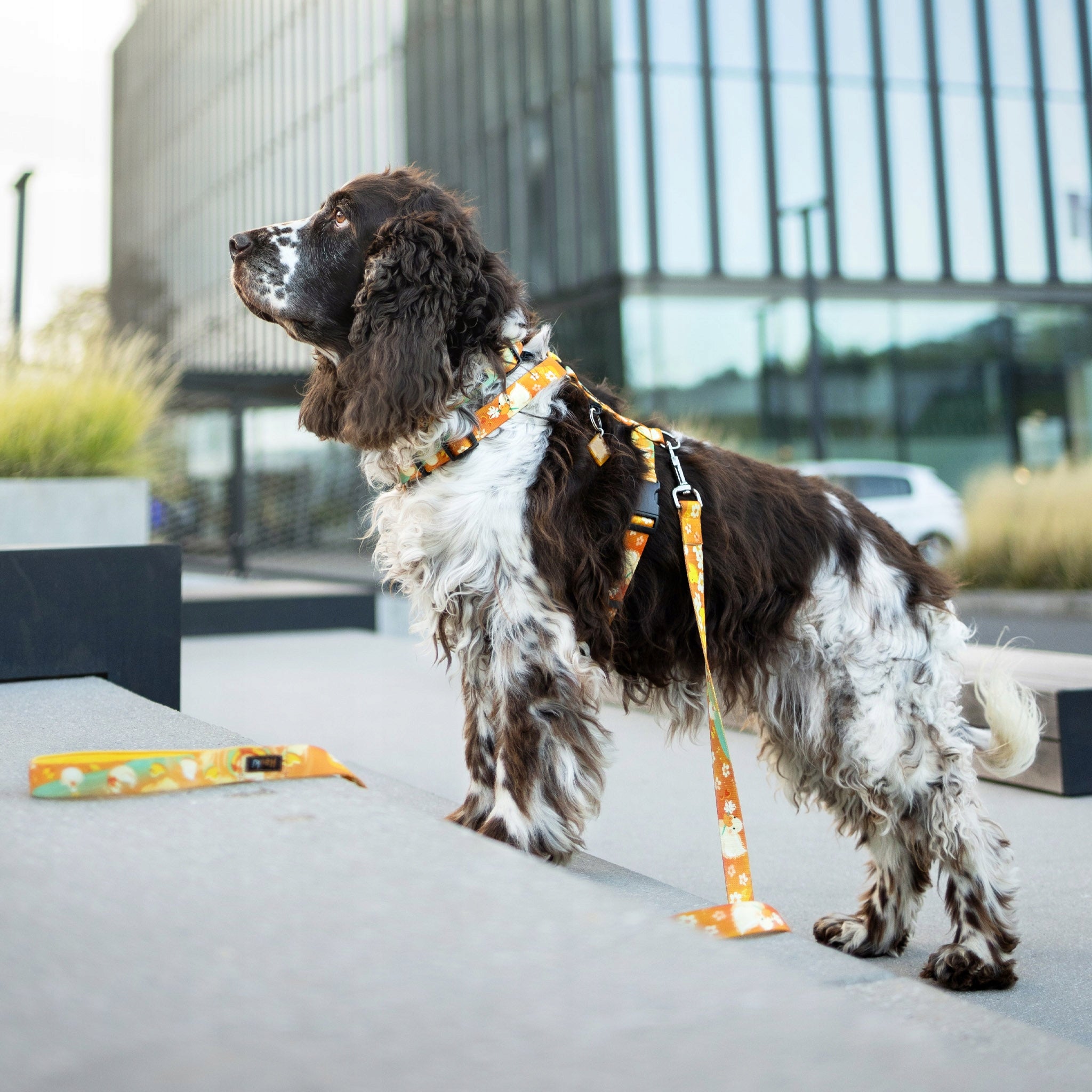 LANYARD FOR BORDER COLLIE. HIGH QUALITY. made in Poland. 220cm / 2cm Brand Hauki