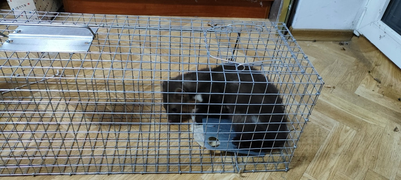 LARGE LIVETRAP TRAP FOR MARTENS RATS WEASELS MINK COWARDS CHECKED PL EAN (GTIN) 5903181698170