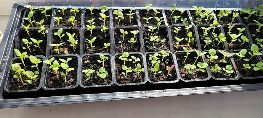 LARGE MULTI-POTS FOR SOWING seedlingS COVER CELL TRAY -60cm Material synthetic material