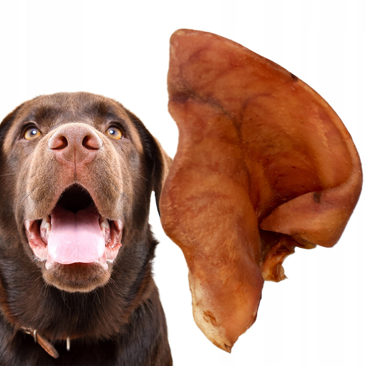 LARGE PORK EAR FOR DOG EAR TEETHER DRIED SMOKED NATURAL 1PCS Volume 0 ml