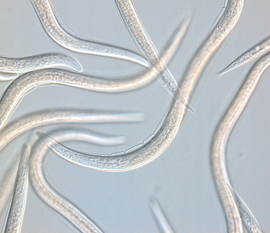 LARVANEM 50 million – Effective preparation LARVAE SWELLINGS – BIO NEMATODES Manufacturer code 2000000162737