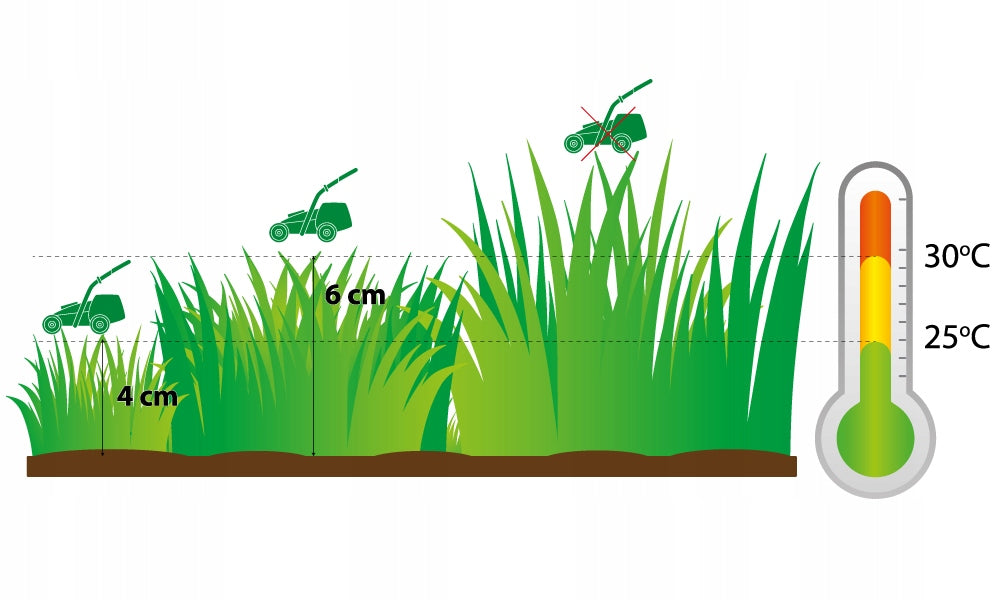 LAWN FERTILIZER 1KG FOR GRASS REGENERATING THICKENING Weight 1 kg