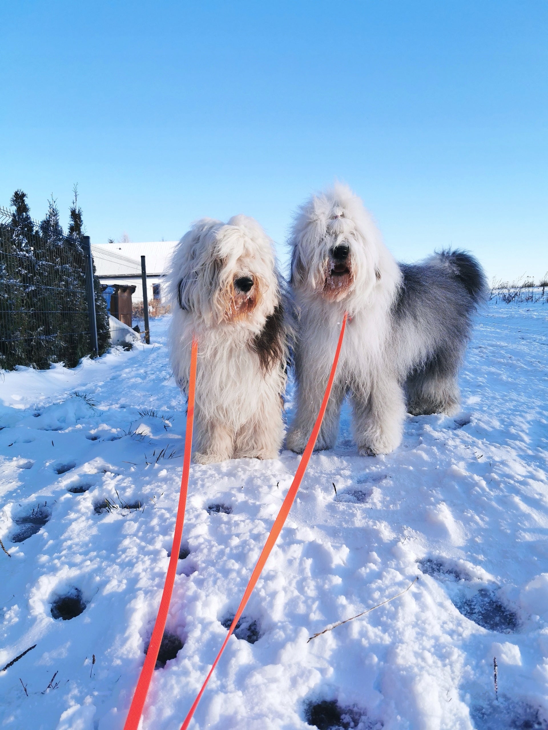 LEASH CORD WATERPROOF SOFT SMALL DOG BIOTHANE PVC UNSCENTED 5M 10MM Material PVC