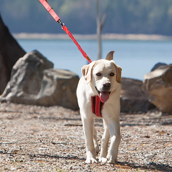 LEASH ELASTIC SHOCK ABSORBER FOR TRAINING LEASH FOR JERKY DOG STRONG Color red
