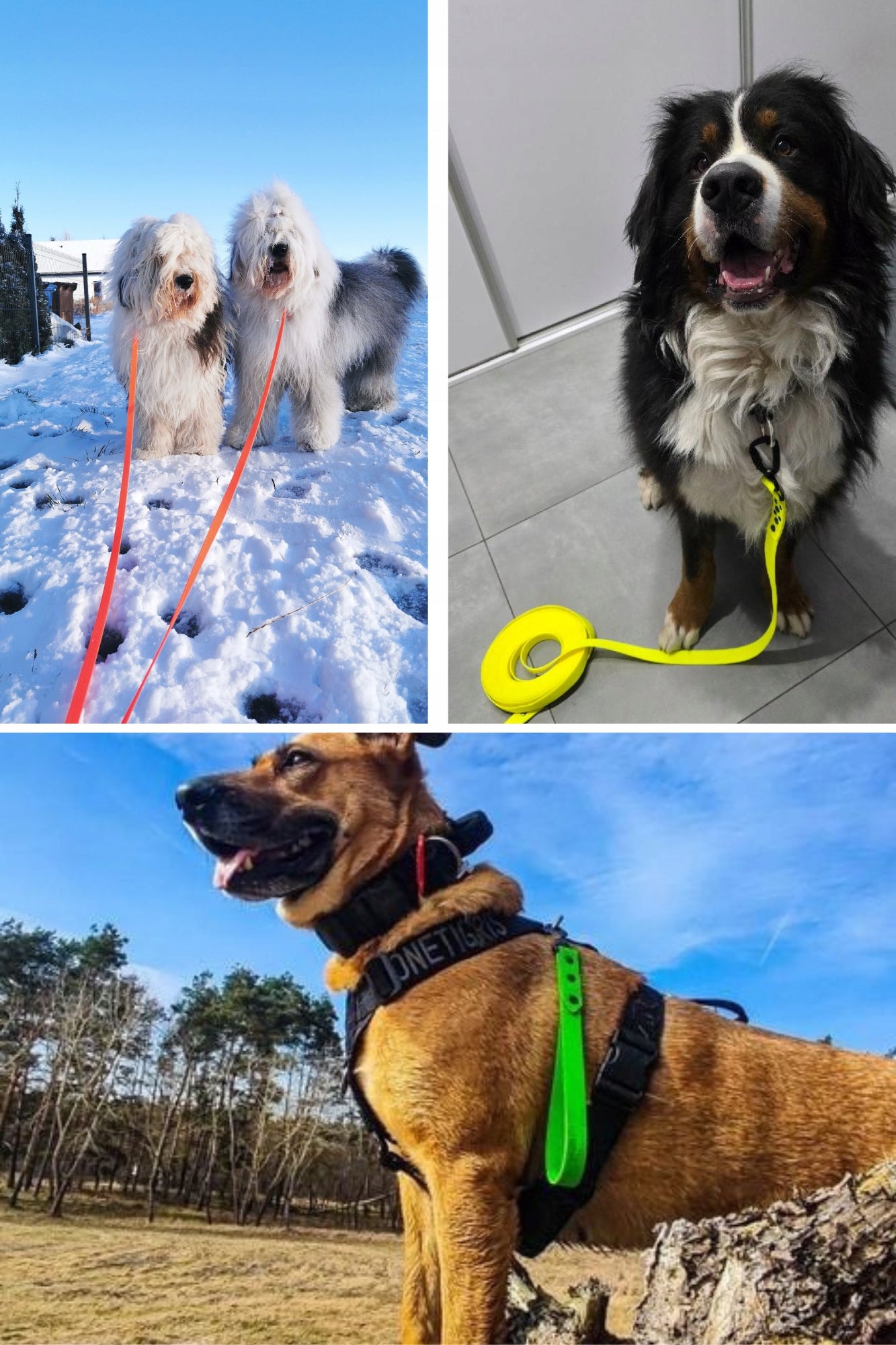 LEASH WATERPROOF SOFT URBAN FLEXIBLE SMALL DOG PVC ENGRAVING 10M 10MM Additional features resistant to UV radiation floating zero water absorption