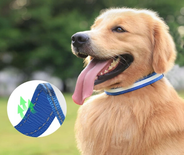LED Dog Collar Material Glowing 36-52CM BLUE USB M PREMIUM Packaging status original
