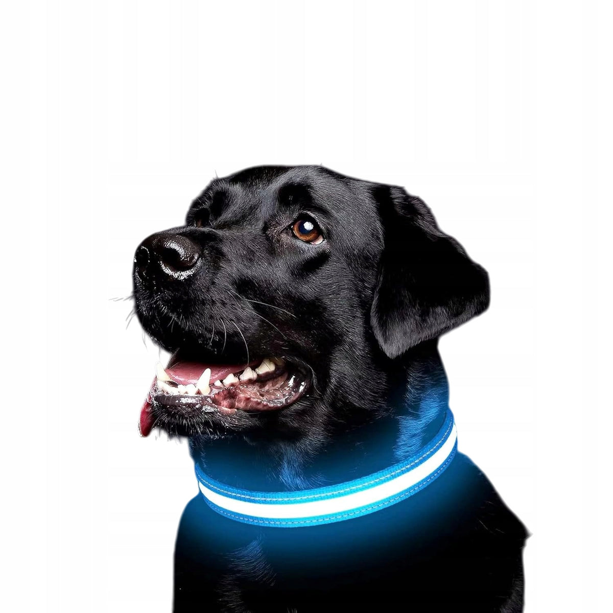 LED Dog Collar Material Glowing 36-52CM BLUE USB M PREMIUM