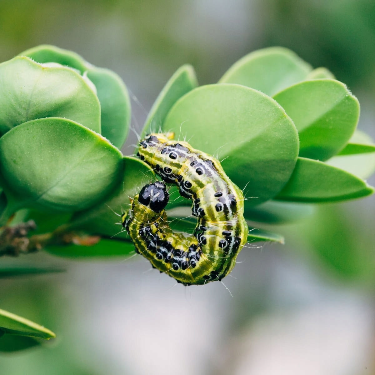 LEPINOX 3x10g BOXWOOD MOTH FIGHTS ORGANIC BOXWOOD MOTH CATERPILLARS Manufacturer Target