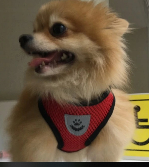LIGHT RED HARNESS FOR SMALL CAT DOG + LEASH 120CM SIZE M Kind walking harness
