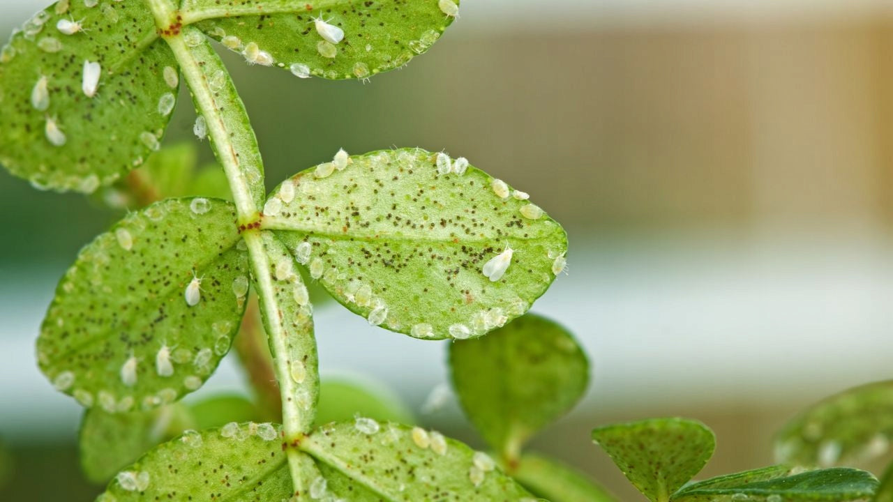 LIMOCIDE FUNGICIDE FOR SPIDER MITES PESTS 30 ML 3in1 Form liquid