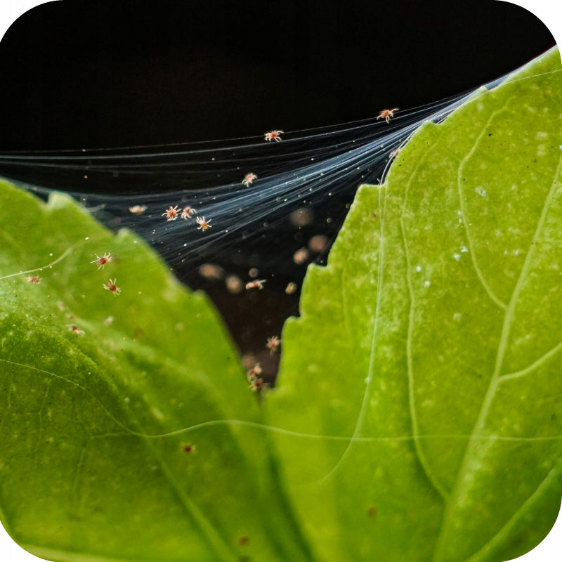 LIQUID FOR SPIDER MICE NATURAL AGENT NEXT PRO 1L READY SPRAY Purpose insecticidal, against insects