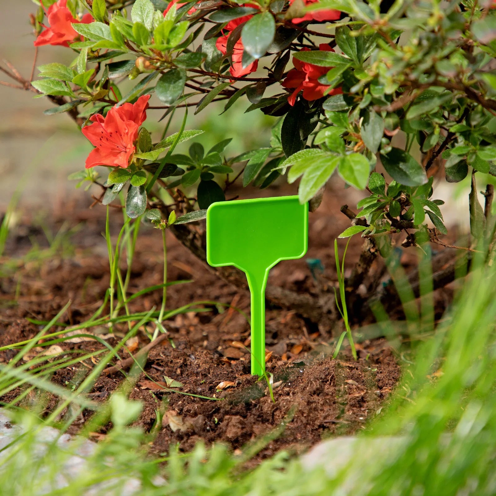 Labels for garden plants 55x35 20pcs. Width 55 mm