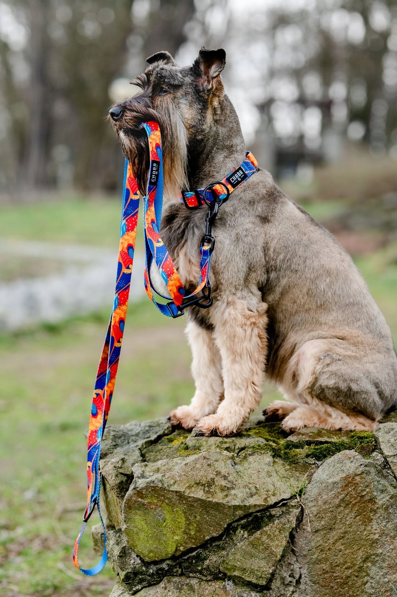 Lanyard for Big Dog Chaba Strong Adjustable 1,3 - 2,6M Wide 2,5CM AUSSIE Manufacturer code 21317
